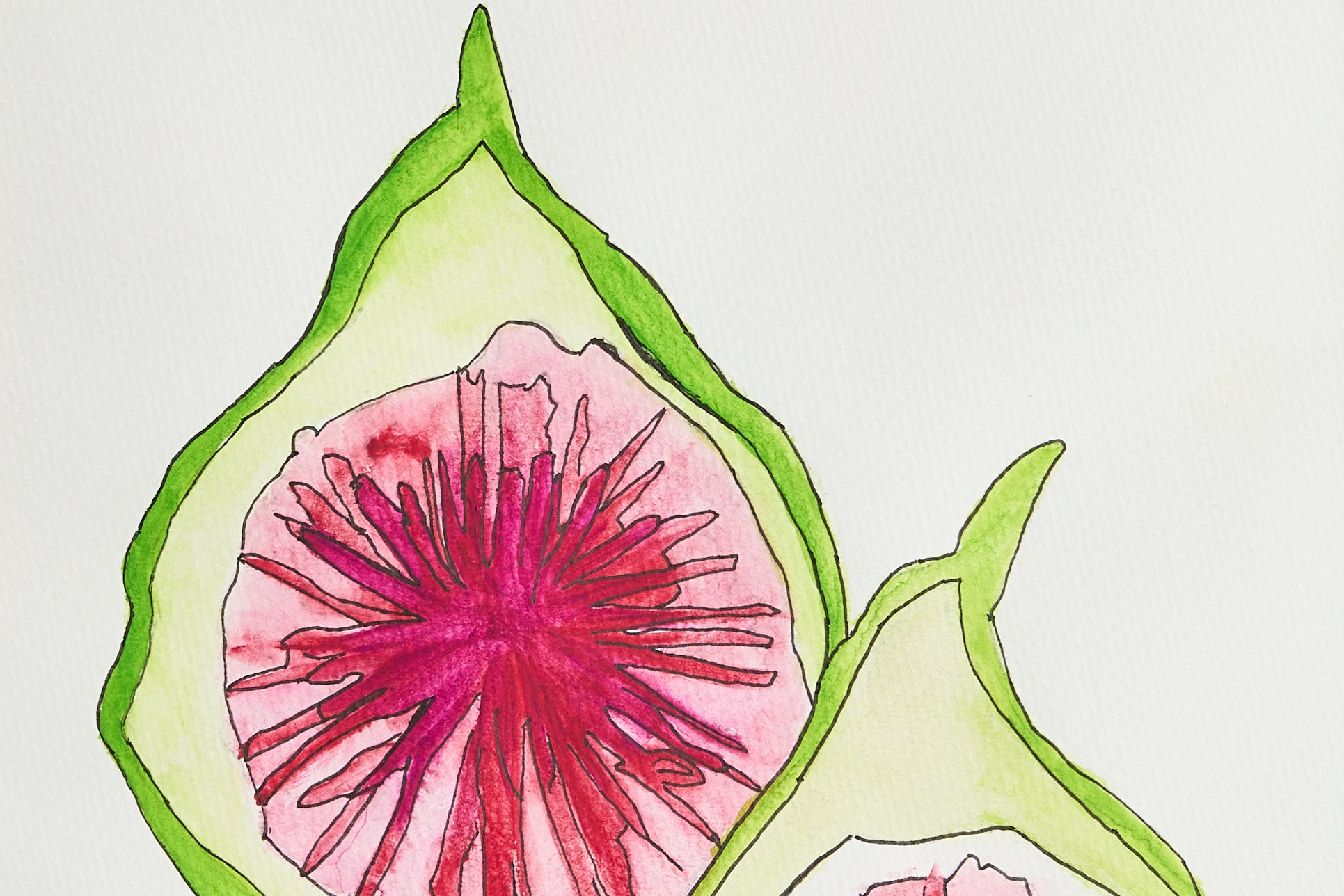 Fruit Series / Fig I by Frances Hand 2024
