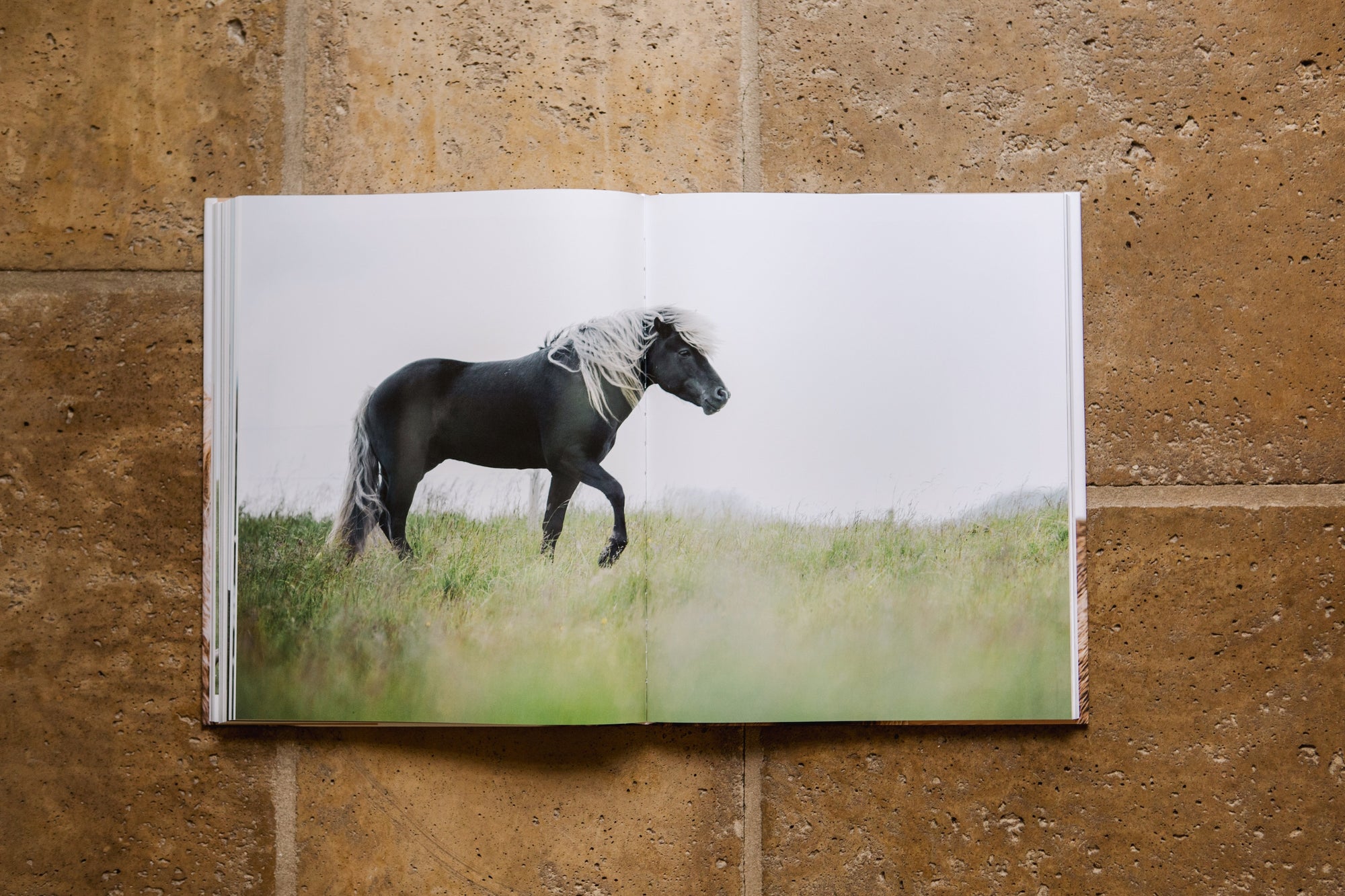 Horses of Iceland
